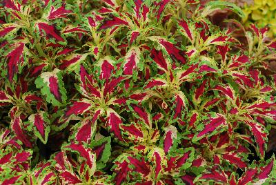 Coleus TerraNova® 'Jitters'