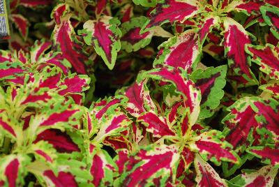 Coleus TerraNova® 'Jitters'