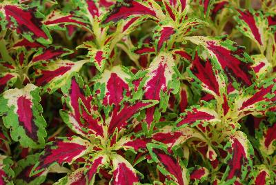 Coleus TerraNova® 'Jitters'