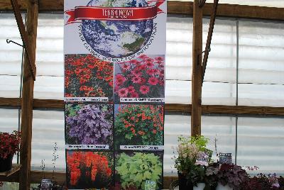 Seen @ Spring Trials 2016.: Welcome to Terra Nova Nurseries Spring Trials 2016, your global source for innovation, featuring KISMET™ Echinacea 'Intense Orange' and 'Raspberry', Heucherella 'Plum Cascade', RUSTICO Geum 'Orange' and others.
