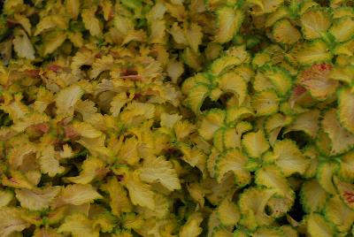 Plant Source International: Wildfire™ Coleus Flicker 