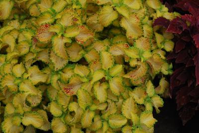 Plant Source International: Wildfire™ Coleus Flicker 