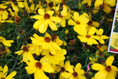 Coreopsis  'Imperial Sun'