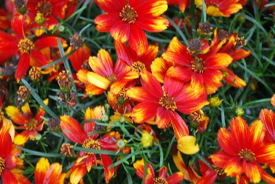 Coreopsis  'Lightning Bug'