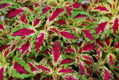 TerraNova® Coleus Jitters 