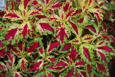 Terra Nova Nurseries: TerraNova® Coleus Jitters 