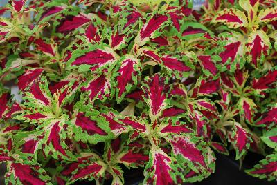 Terra Nova Nurseries: TerraNova® Coleus Jitters 