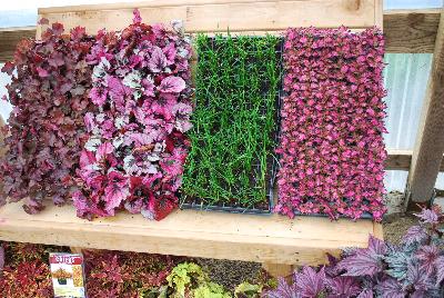 Seen @ Spring Trials 2016.: As seen @ Terra Nova Nurseries Spring Trials 2016, your global source for innovation:  Trays of some of the varieties available.