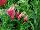 Terra Nova Nurseries: Penstemon  'Hot Pink' 