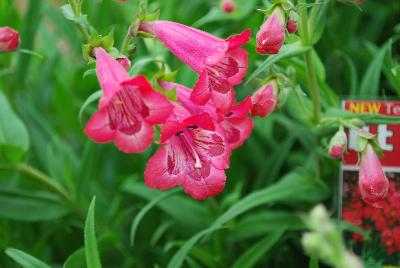 Penstemon Cha Cha™ 'Hot Pink'