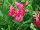 Terra Nova Nurseries: Penstemon  'Hot Pink' 