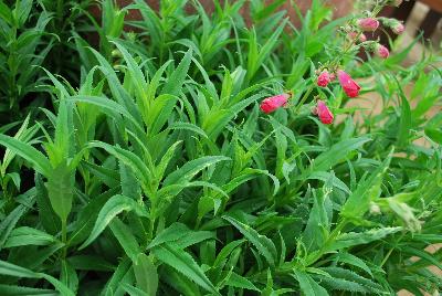 Penstemon Cha Cha™ 'Hot Pink'