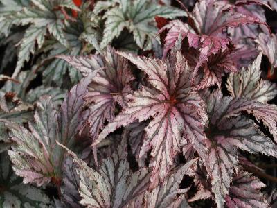 Terra Nova Nurseries: Begonia  'Plum' 