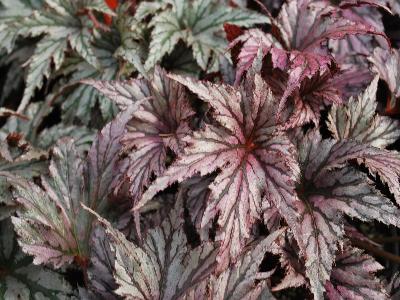 Begonia Garden Angel 'Plum'