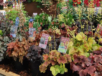 At Terra Nova&reg; Nurseries Spring Trials, 2013: Terra Nova&reg; Nurseries Spring Trials 2013 Featured a Full Line of Heuchera.