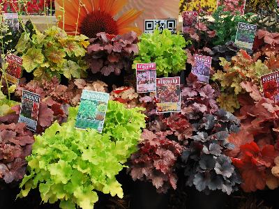 At Terra Nova&reg; Nurseries Spring Trials, 2013: Terra Nova&reg; Nurseries Spring Trials 2013 Featured a Full Line of Heuchera.