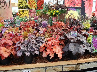 At Terra Nova&reg; Nurseries Spring Trials, 2013: Terra Nova&reg; Nurseries Spring Trials 2013 Featured a Full Line of Heuchera.