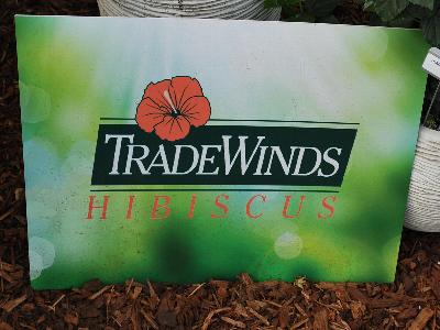 Tradewinds Hibiscus: From Terra Nova&reg; Spring Trials 2013: Tradewinds Hibiscus.