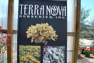 As seen @ TerraNova Nurseries, Spring Trials 2014: Welcome to Terra Nova Nurseries @ Windmill Nursery, Spring Trials 2014.