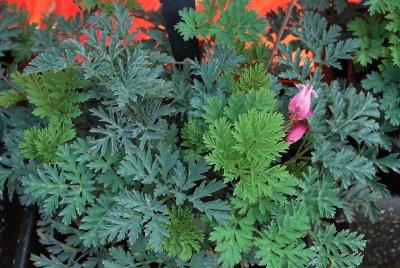 Dicentra Amore™ 'Rose'