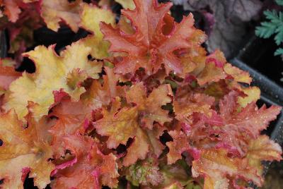 Heuchera  'Zipper'