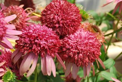 Echinacea Prairie Pixies™ 'Cranberry Cupcake'