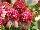 Terra Nova Nurseries: Echinacea  'Cranberry Cupcake' 
