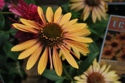 Prairie Pillars™ Echinacea Big Kahuna 