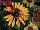 Terra Nova Nurseries: Echinacea  'Big Kahuna' 