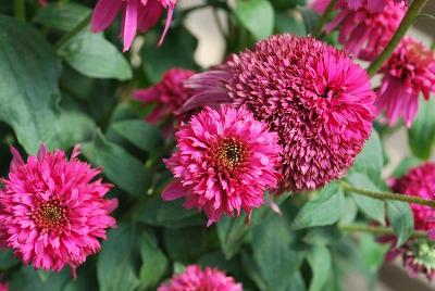 Secret™ Echinacea Secret Affair 