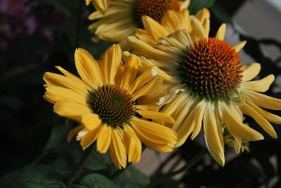 Echinacea Prairie Pillars™ 'Aloha'