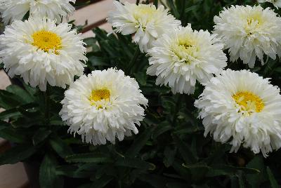 Leucanthemum  'Macaroon'