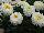 Terra Nova Nurseries: Leucanthemum  'Macaroon' 