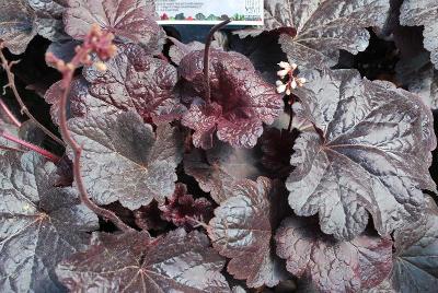 Heuchera  'Creole Nights'