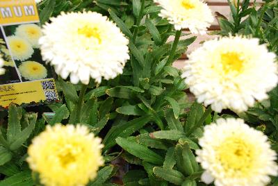 Leucanthemum  'Luna'