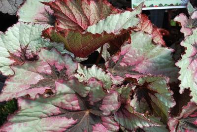 Terra Nova Nurseries: T Rex™ Begonia First Blush 