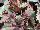 Terra Nova Nurseries: Begonia  'First Blush' 