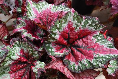 Begonia T Rex™ 'Saint Nick'