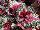 Terra Nova Nurseries: Begonia  'Saint Nick' 