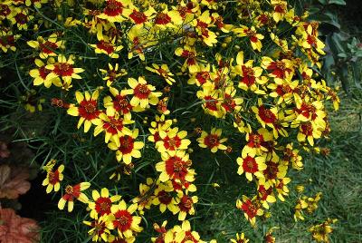  Coreopsis Firefly 