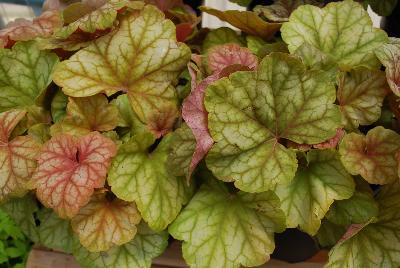 Heuchera  'Champagne'