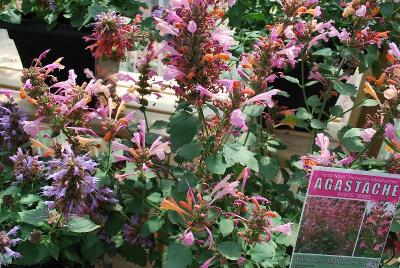 Agastache Kudos™ 'Ambrosia'