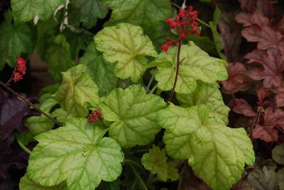 Heuchera City™ 'Tokyo'