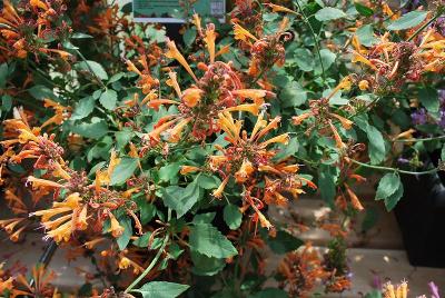 Agastache Kudos™ 'Mandarin'