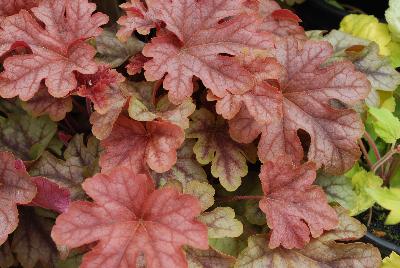 Heucherella Cascade™ 'Autumn Cascade'