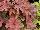 Terra Nova Nurseries: Heucherella  'Autumn Cascade' 