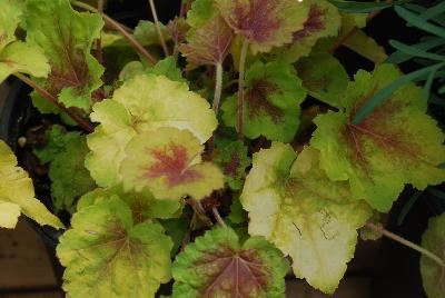 Heucherella  'Hot Spot'