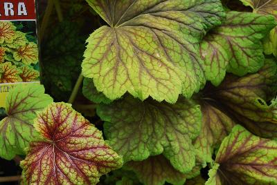  Heuchera Red Lightning 