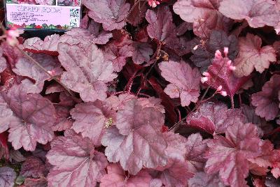 Heuchera Soda™ 'Grape Soda'