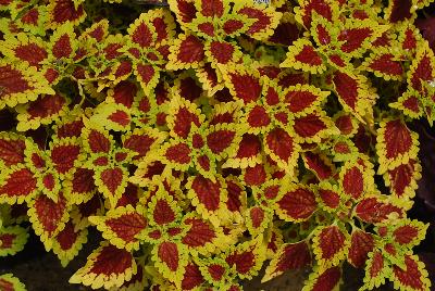 Terra Nova Nurseries: Flying Carpet™ Coleus Thriller 